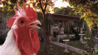 Backdrop to the movie "The Natural History of the Chicken" #889228