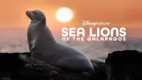 Backdrop to the movie "Sea Lions of the Galapagos" #1115562