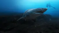 Backdrop to the movie "Sharks Up Close with Bertie Gregory" #802081