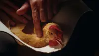 Backdrop to the movie "The Chicken" #811990