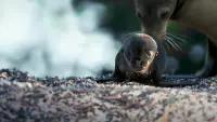 Backdrop to the movie "Sea Lions of the Galapagos" #747447