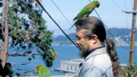 Backdrop to the movie "The Wild Parrots of Telegraph Hill" #823502