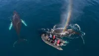 Backdrop to the movie "Whales in a Changing Ocean" #798956