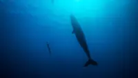 Backdrop to the movie "Freediver" #780980