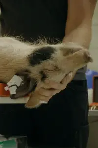 Poster to the movie "When Pigs Fly" #1158825