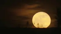 Backdrop to the movie "Killers of the Flower Moon" #741533