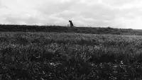 Backdrop to the movie "Landscaper" #829662