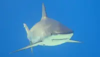 Backdrop to the movie "Sharks: Monster of the Media" #773590