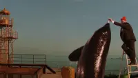 Backdrop to the movie "The Life Aquatic with Steve Zissou" #692966