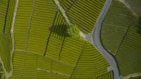 Backdrop to the movie "Japan, a Tea Master