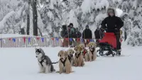Backdrop to the movie "Snow Buddies" #426616