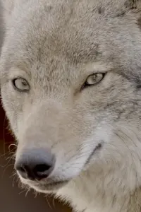 Poster to the movie "Coywolf" #676755