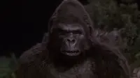 Backdrop to the movie "King Kong Lives" #857865