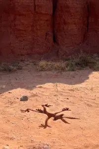 Poster to the movie "Coyote vs. Acme" #627562