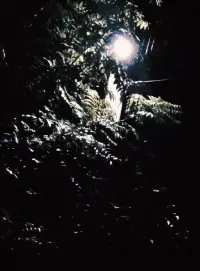 alarming walk with a dog 3:42-3:45 a.m.