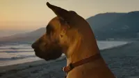 Backdrop to the movie "Marmaduke" #781485