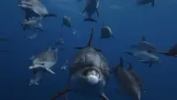 Backdrop to the movie "Ocean with David Attenborough" #764973