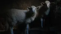 Backdrop to the movie "Agnus Dei" #855141