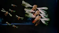 Backdrop to the movie "Mosquito" #715604