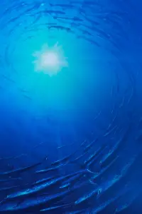 Poster to the movie "Finding Nemo" #171066