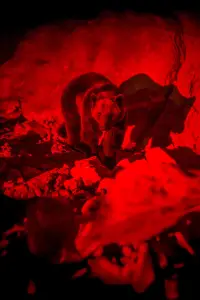 Poster to the movie "Savage Hunt" #1024859