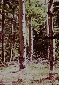 Poster to the movie "The Wold-Shadow" #1204912