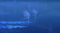 Backdrop to the movie "Fantasia" #777926
