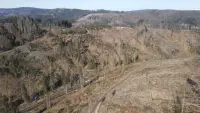 Backdrop to the movie "Voice of the Forest" #785756
