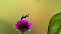 Backdrop to the movie "Fabulous Insects - Ants" #769053