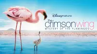 Backdrop to the movie "The Crimson Wing: Mystery of the Flamingos" #964445
