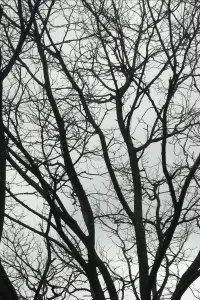 Poster to the movie "Tree Limbs" #742197