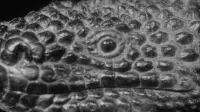Backdrop to the movie "The Giant Gila Monster" #722152