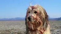 Backdrop to the movie "A Boy and His Dog" #811010