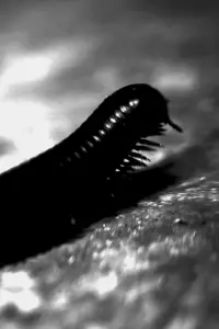 Poster to the movie "The Tragedy of Professor Samsa or: How Gregor Learned to Relax and Drink his Milk" #1130150