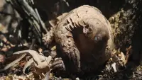 Backdrop to the movie "Pangolin: Kulu