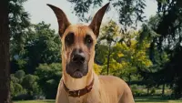 Backdrop to the movie "Marmaduke" #781483