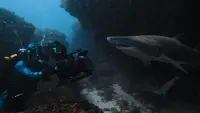 Backdrop to the movie "Sharks Up Close with Bertie Gregory" #802080