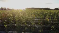 Backdrop to the movie "Sunflower" #742710