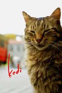 Poster to the movie "Kedi" #1167205