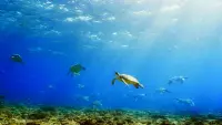Backdrop to the movie "Turtle Odyssey" #799300