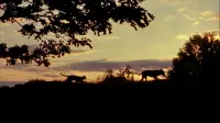 Backdrop to the movie "The Incredible Journey" #770996