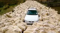 Backdrop to the movie "Black Sheep" #785903