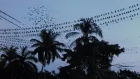 Backdrop to the movie "Birds of Prey" #732179