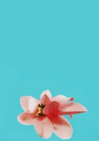 Poster to the movie "Magnolia" #792086
