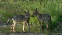 Backdrop to the movie "Wolf: Wanderer Without Borders" #762139