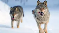 Backdrop to the movie "Wolf: Wanderer Without Borders" #762135