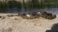 Backdrop to the movie "Anaconda: Silent Killer" #674148
