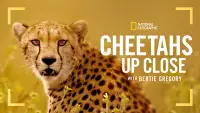 Backdrop to the movie "Cheetahs Up Close with Bertie Gregory" #539395