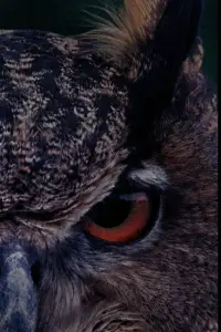 Poster to the movie "B for Bartleby" #544581