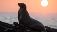 Backdrop to the movie "Sea Lions of the Galapagos" #734773